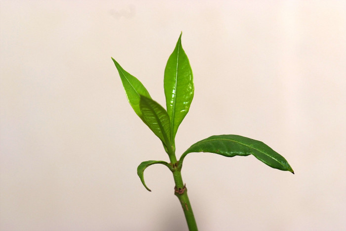 말바비스커스 - Malvaviscus, Malvaviscus arboreus Cav.