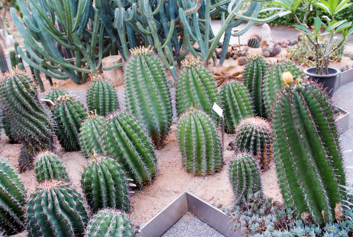 거취옥 - Fishhook Cactus, Ferocactus horridus BR. & R.
