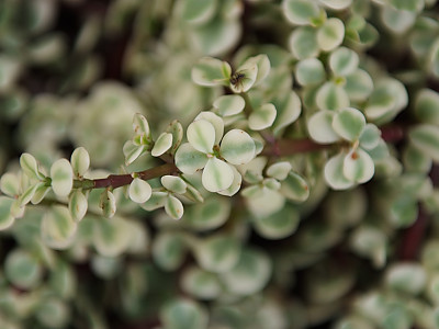 아악무 사진 - Portulacaria afra var. foliis-variegatis Jacobsen Photos