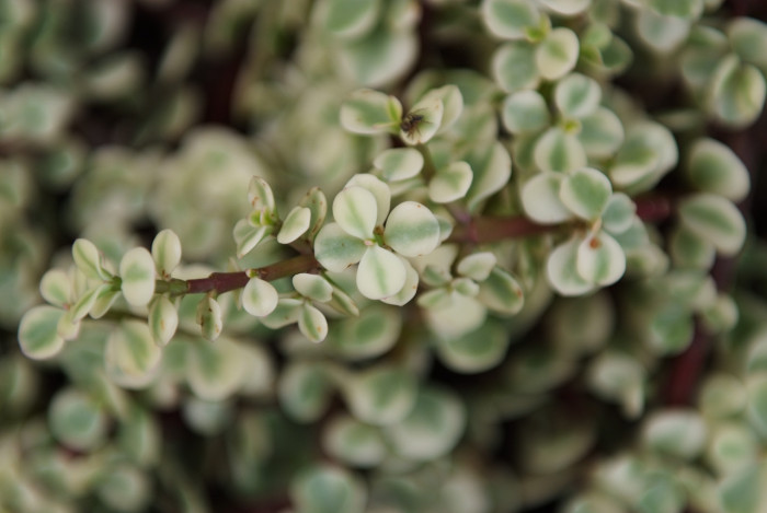 아악무 - Rainbow Bush, Portulacaria afra var. foliis-variegatis Jacobsen