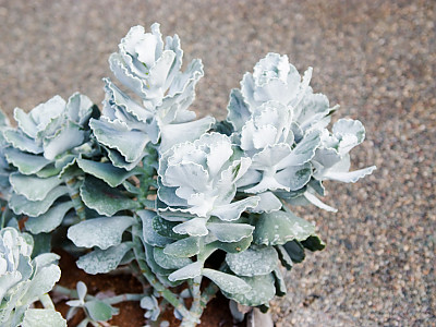은파금 사진 - Cotyledon orbiculata Photos