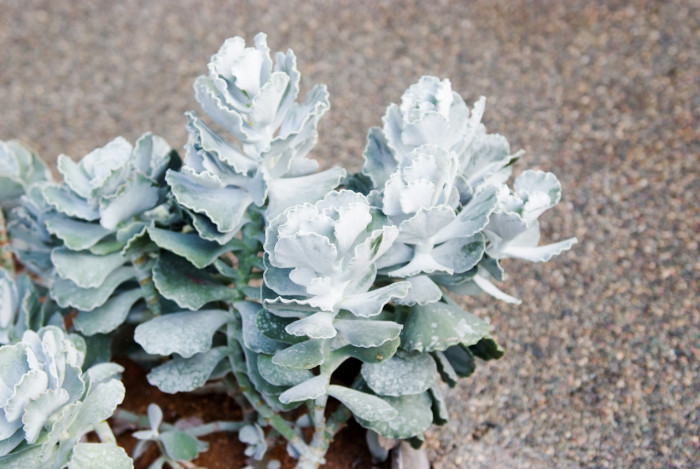 은파금 - silver crown,silver ruffles, Cotyledon orbiculata