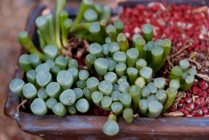 오십령옥 - Fenestraria auriantaca