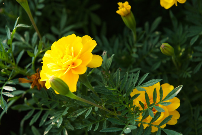 메리골드 - Marigolds, Tagetes spp.