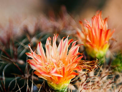 신선옥 사진 - Ferocactus gracilis HEGates Cact. Succ. Photos