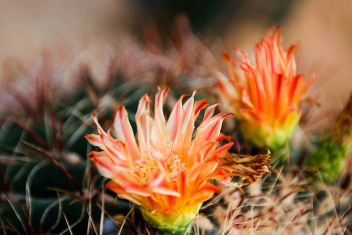 신선옥 - Ferocactus gracilis HEGates Cact. Succ.