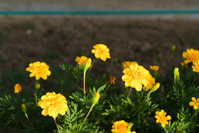 메리골드 - Marigolds, Tagetes spp.