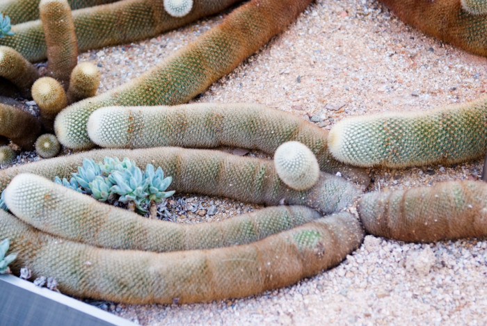 선인장 - Cotyledon orbiculata sp