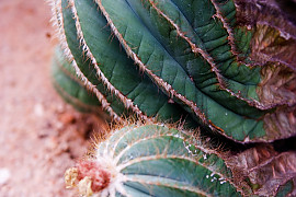 마구니피커스 - Notocactus magnificus