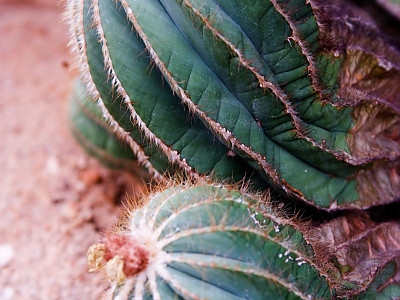마구니피커스 사진 - Notocactus magnificus Photos
