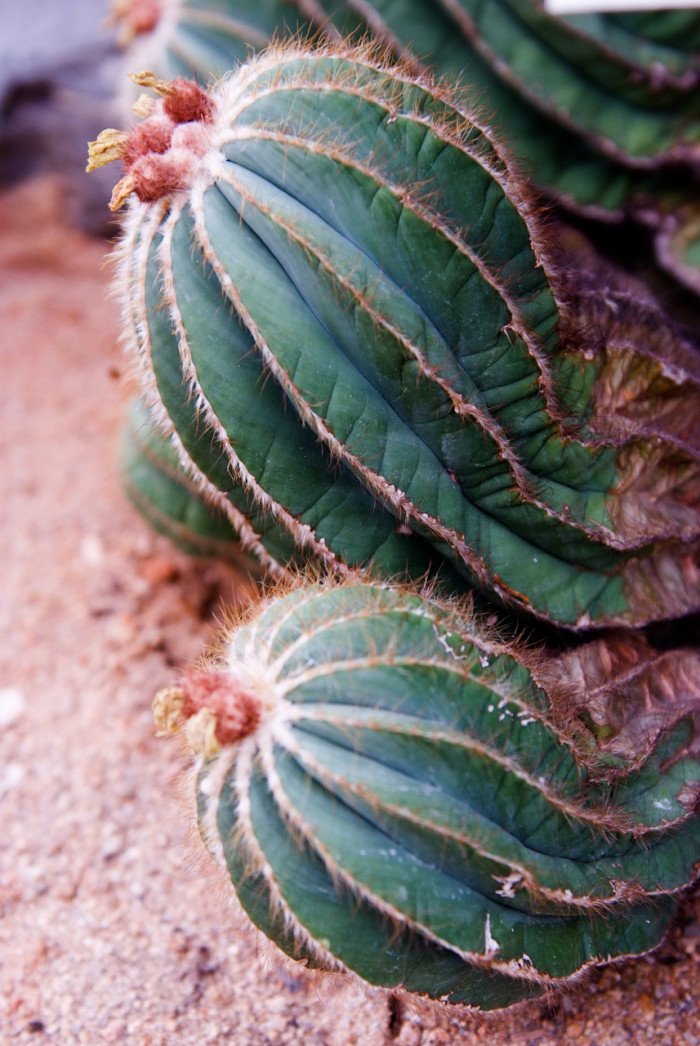 마구니피커스 - Notocactus magnificus