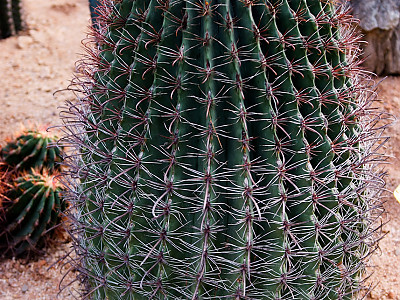 신선옥 사진 - Ferocactus gracilis HEGates Cact. Succ. Photos