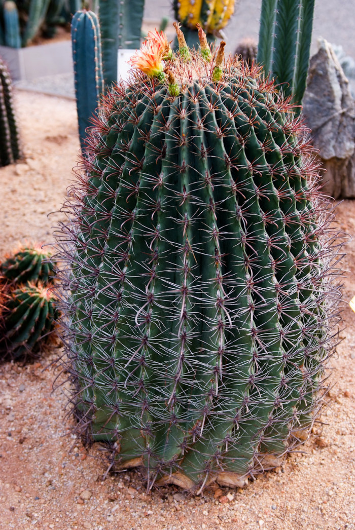 신선옥 - Ferocactus gracilis HEGates Cact. Succ.