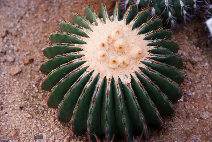 암 - Echinocactus ingens Zucc., Echinocactus ingens zucc