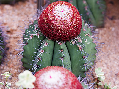 여운 사진 - Melacactus oreas Photos