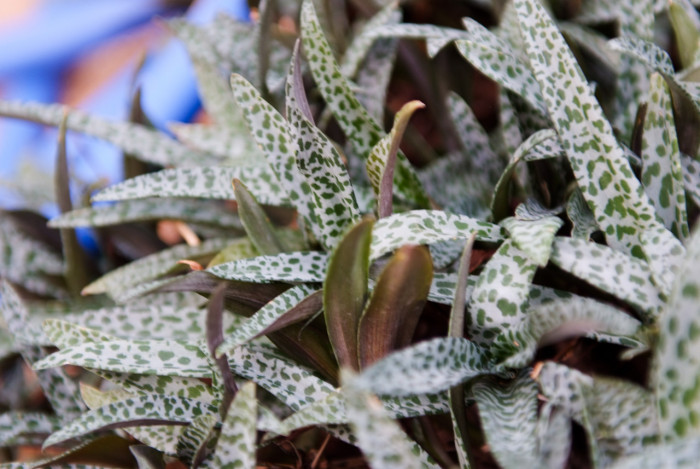 비올라세아 - Violacea, Ledebouria socialis