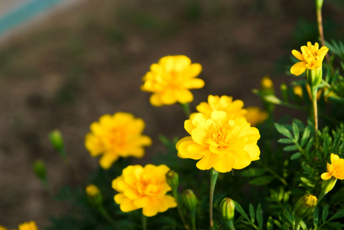 메리골드 - Marigolds, Tagetes spp.