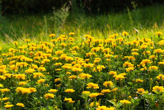 메리골드 - Marigolds, Tagetes spp.