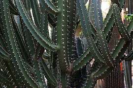 바리두스 - Cereus Varidus