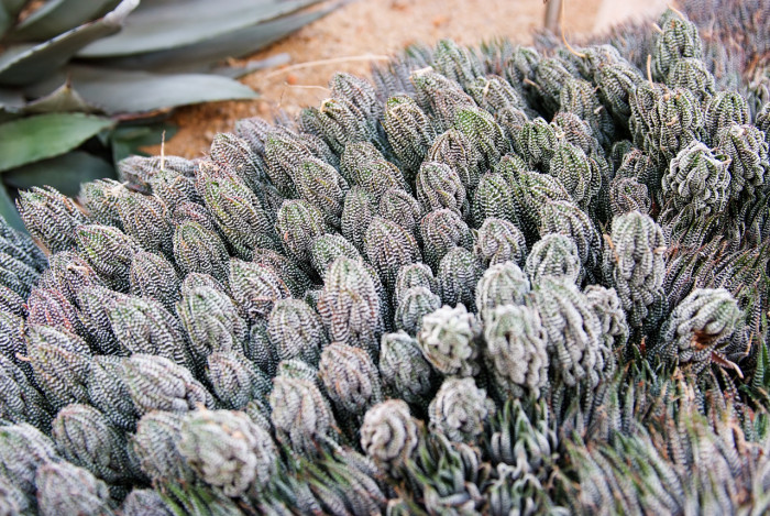 십이지권 - Haworthia fasciata (Willd) Haw.