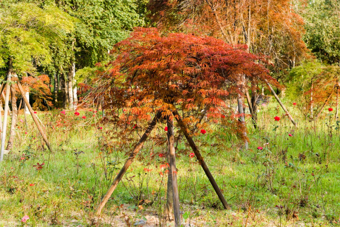 공작단풍 - 수양공작단풍, Acer palmatum var. dissectum