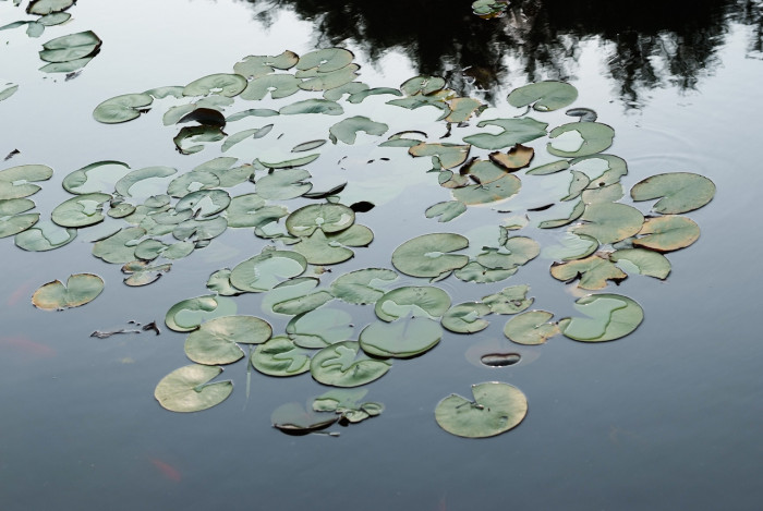 수련 - Nymphaea tetragona var. angusta