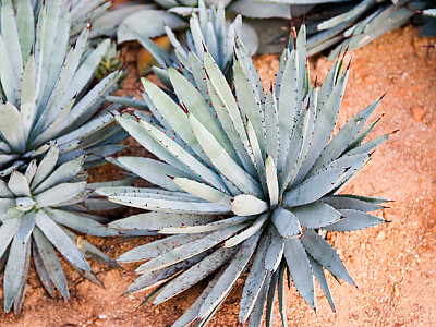 왕비단설 사진 - Agave macroacantha Zucc Photos