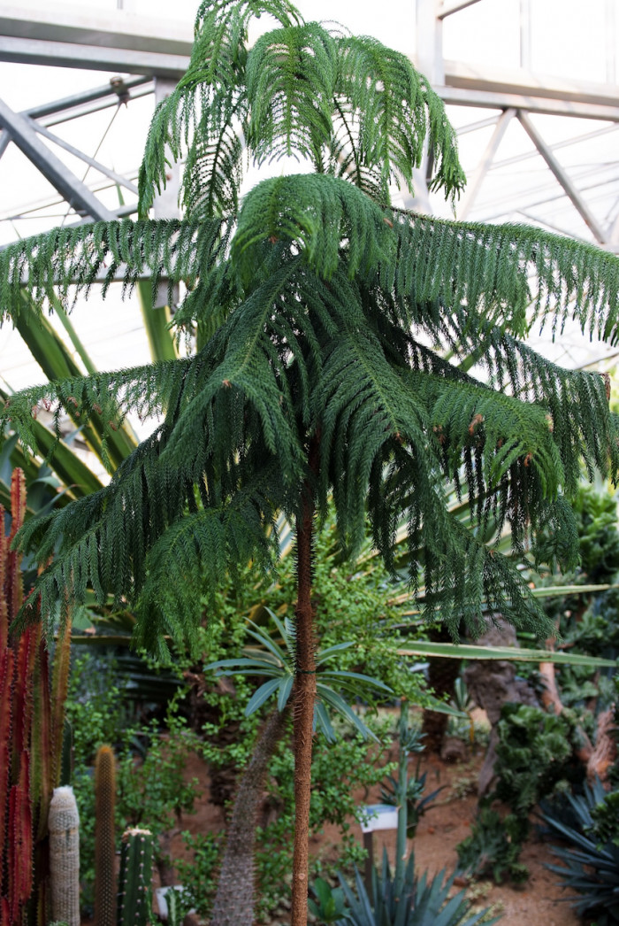 아라우카리아 - Norfolk Island Pine, Araucaria heterophylla (Salisb.) Franco