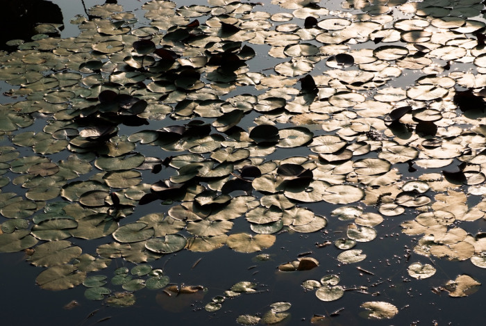 수련 - Nymphaea tetragona var. angusta
