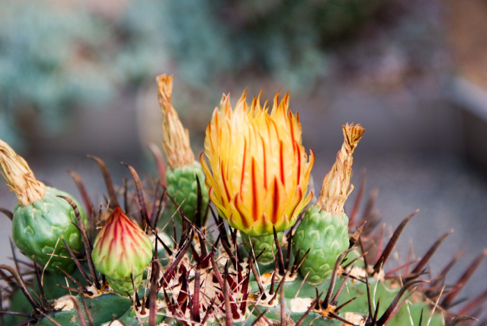 거취옥 - Fishhook Cactus, Ferocactus horridus BR. & R.