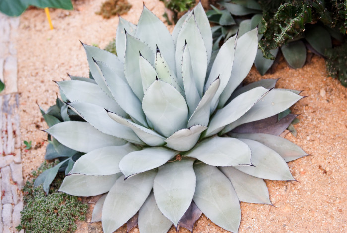 길상천 - Agave parryi var. huachucensis tag