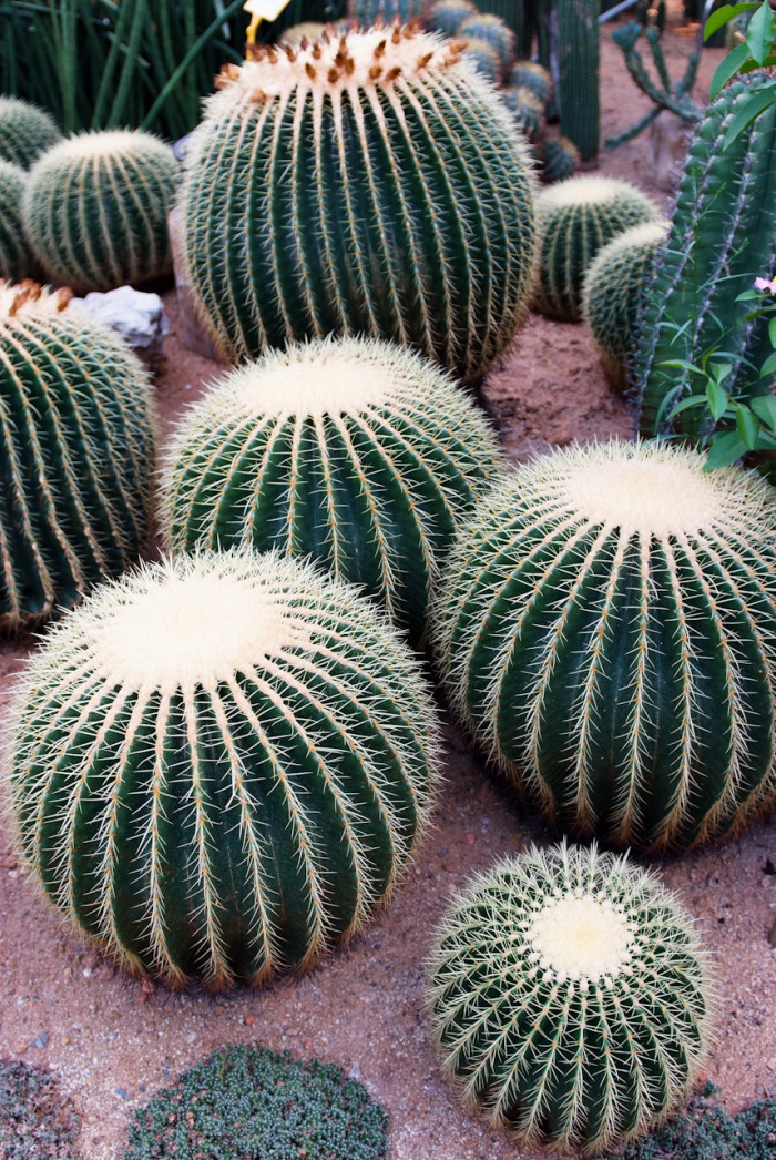 금호 - Golden Barrel, Echinocactus grusonii