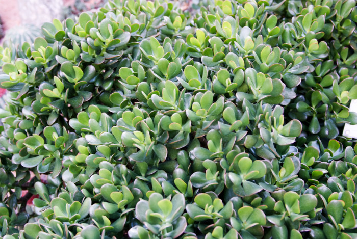염좌 - 떡잎, Crassula portulacea