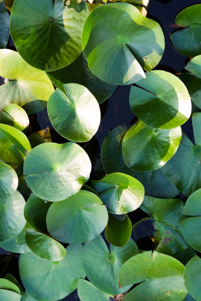 수련 - Nymphaea tetragona var. angusta