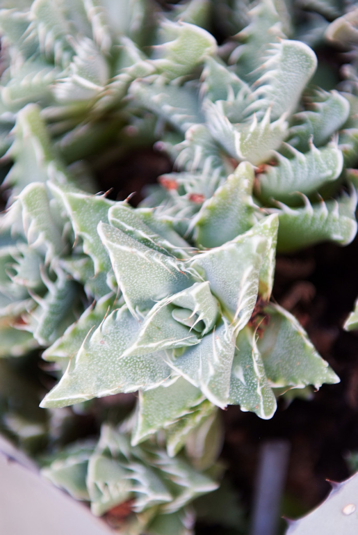 사해파 - Faucaria tigrina
