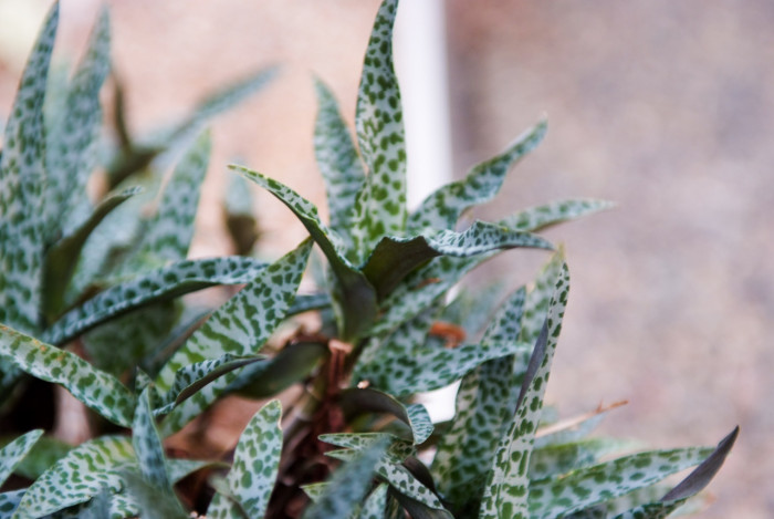 비올라세아 - Violacea, Ledebouria socialis