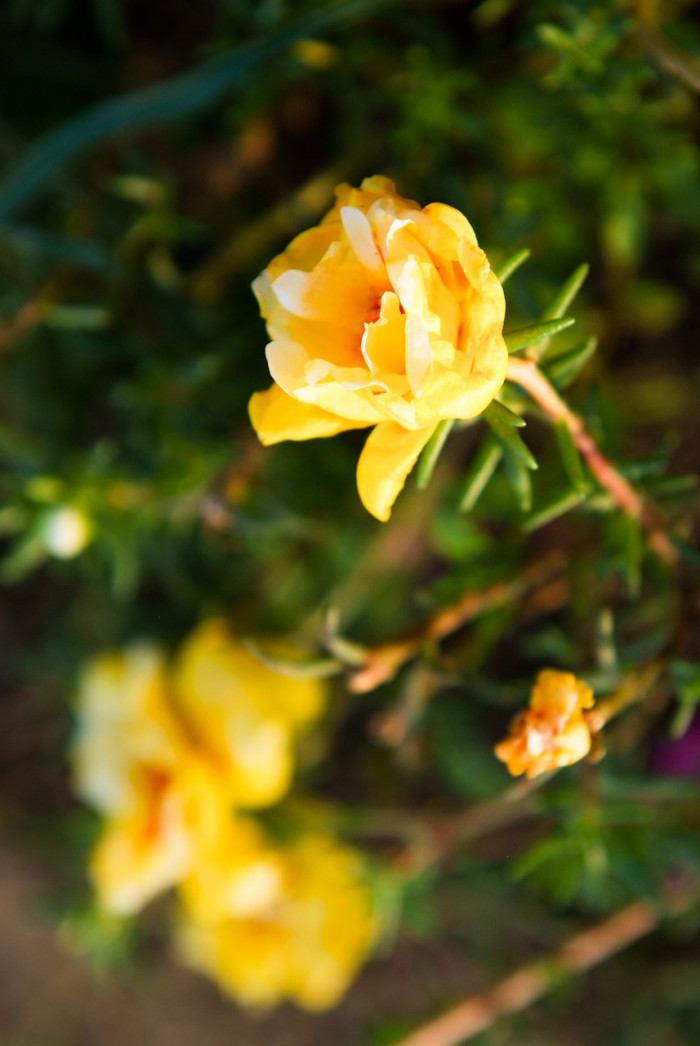 채송화 - 호, Portulaca grandiflora Hooker