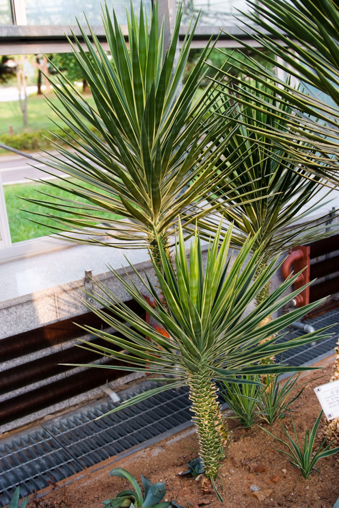 세설금 - Agave victoria reginae T.Moore