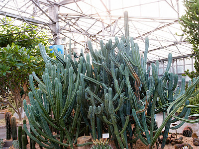 용신목 사진 - Myrtillocactus geometrizans Photos