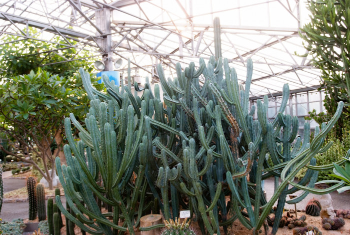 용신목 - Dragon god tree, Myrtillocactus geometrizans