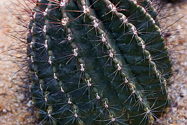 홍학환 - Hamatocactus Hamatacauthas devigii