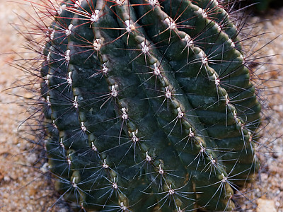 홍학환 사진 - Hamatocactus Hamatacauthas devigii Photos