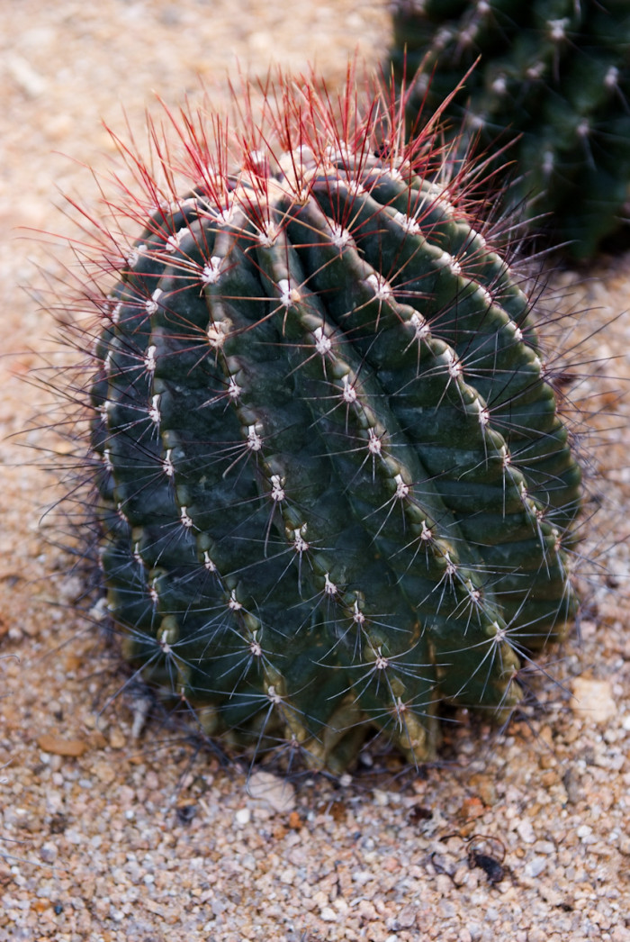 홍학환 - Hamatocactus Hamatacauthas devigii