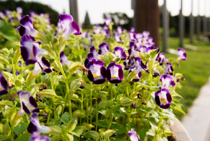 토레니아 - Torenia fournieri