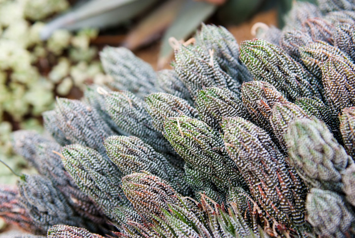 십이지권 - Haworthia fasciata (Willd) Haw.