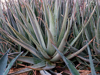 알로에 베라 사진 - Aloe vera Photos