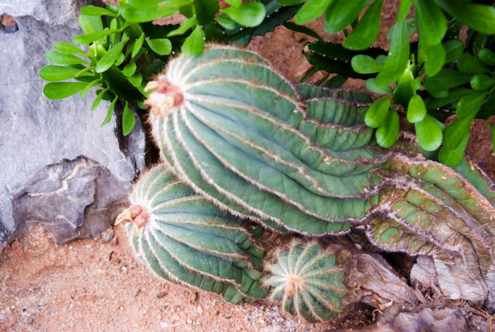 마구니피커스 - Notocactus magnificus