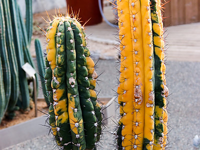 북두각금 사진 - Echinopsis terscheckii for. varigata. Photos