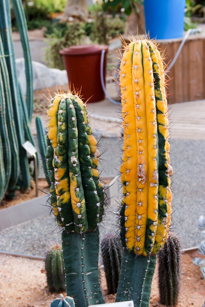 북두각금 - Echinopsis terscheckii for. varigata.