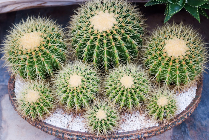 금호 - Golden Barrel, Echinocactus grusonii